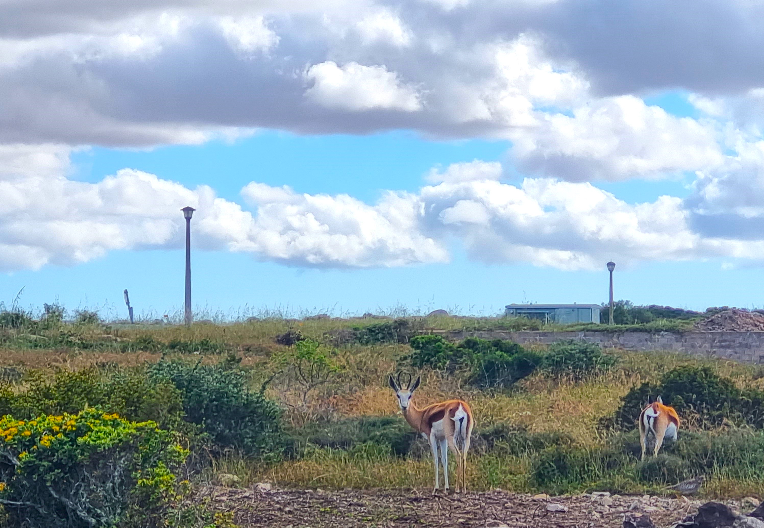 <!--[if BLOCK]><![endif]--> 4  Watsonia, Hoogland, Saldanha <!--[if ENDBLOCK]><![endif]-->